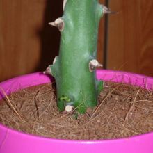 Una foto de Euphorbia caducifolia