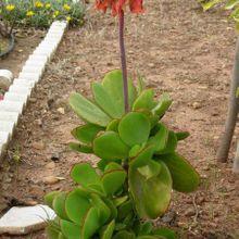 A photo of Cotyledon macrantha