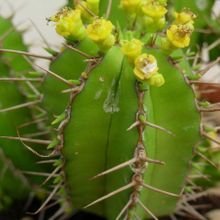 A photo of Euphorbia fruticosa