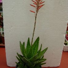 Una foto de Aloe perfoliata 