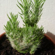Una foto de Austrocylindropuntia vestita fma. crestada