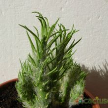 Una foto de Austrocylindropuntia vestita fma. crestada