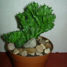 A photo of Euphorbia lactea fma. crestada