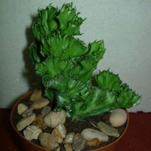 A photo of Euphorbia lactea fma. crestada