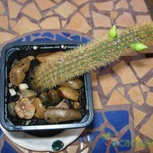 Una foto de Cleistocactus winteri