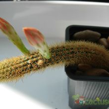 Una foto de Cleistocactus winteri