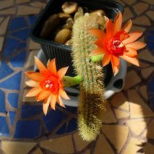 Una foto de Cleistocactus winteri