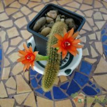 Una foto de Cleistocactus winteri