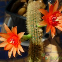 Una foto de Cleistocactus winteri