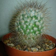 Una foto de Mammillaria rekoi subsp. leptacantha