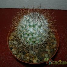 Una foto de Mammillaria rekoi subsp. leptacantha