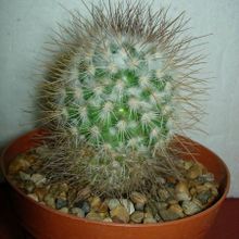 Una foto de Mammillaria rekoi subsp. leptacantha