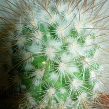 Una foto de Mammillaria rekoi subsp. leptacantha