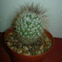 Una foto de Mammillaria rekoi subsp. leptacantha