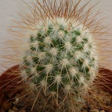 Una foto de Mammillaria rekoi subsp. leptacantha