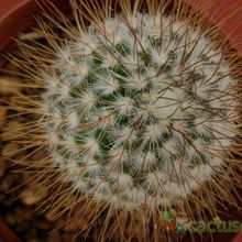 Una foto de Mammillaria rekoi subsp. leptacantha