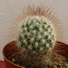 Una foto de Mammillaria rekoi subsp. leptacantha