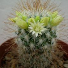 Una foto de Mammillaria rekoi subsp. leptacantha