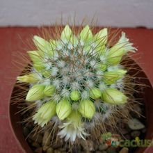Una foto de Mammillaria rekoi subsp. leptacantha