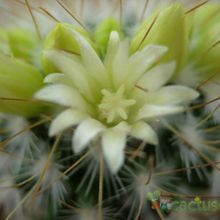 Una foto de Mammillaria rekoi subsp. leptacantha