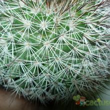 Una foto de Mammillaria multihamata