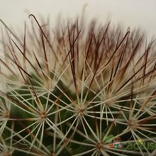 Una foto de Mammillaria multihamata