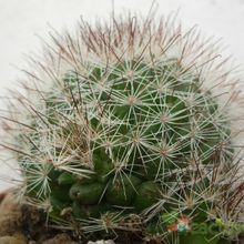 Una foto de Mammillaria multihamata