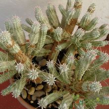 A photo of Euphorbia mammillaris fma. variegada