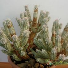 A photo of Euphorbia mammillaris fma. variegada