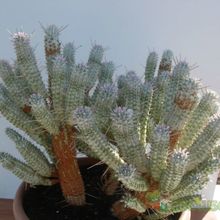 A photo of Euphorbia mammillaris fma. variegada