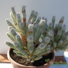 A photo of Euphorbia mammillaris fma. variegada