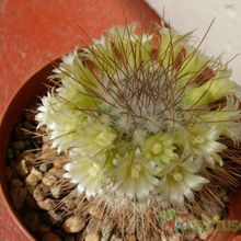 Una foto de Mammillaria rekoi subsp. leptacantha