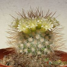 Una foto de Mammillaria rekoi subsp. leptacantha