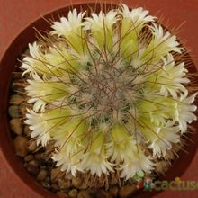 Una foto de Mammillaria rekoi subsp. leptacantha