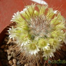 Una foto de Mammillaria rekoi subsp. leptacantha