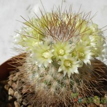 Una foto de Mammillaria rekoi subsp. leptacantha