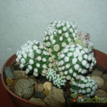 Una foto de Mammillaria gracilis cv. oruga blanca