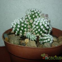 Una foto de Mammillaria gracilis cv. oruga blanca