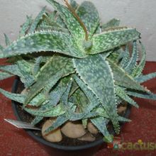 A photo of Aloe cv. donnie