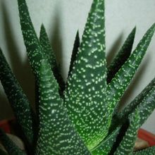 A photo of Gasterhaworthia cv. royal highness