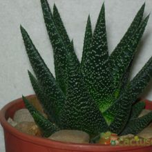 A photo of Gasterhaworthia cv. royal highness