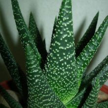 A photo of Gasterhaworthia cv. royal highness