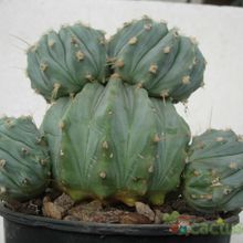 A photo of Ferocactus glaucescens fma. inermis