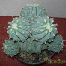 A photo of Ferocactus glaucescens fma. inermis