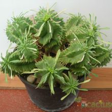 A photo of Euphorbia pulvinata 