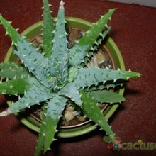 Una foto de Aloe longistyla
