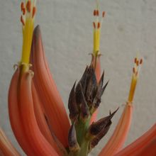 A photo of Aloe longistyla
