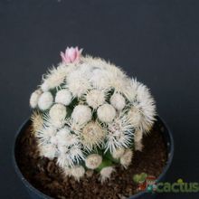 A photo of Mammillaria gracilis cv. oruga blanca