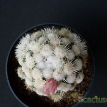 A photo of Mammillaria gracilis cv. oruga blanca