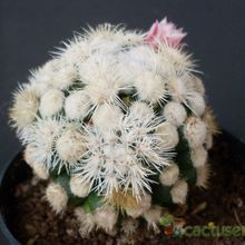A photo of Mammillaria gracilis cv. oruga blanca